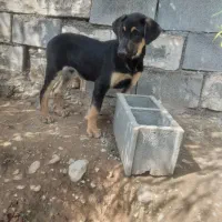 حیوانات سگ ژرمن