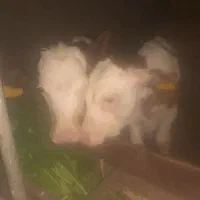 گوساله نر و ماده خوراک خور سالم سیمینتال