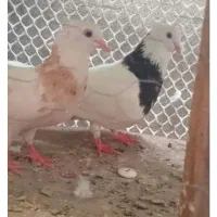 طوقی هفت‌رنگ مفت