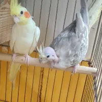 جفت عروس هلندی کارداده
