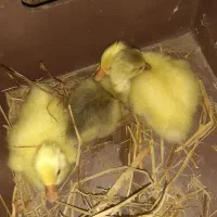 جوجه قو غاز و مرغ