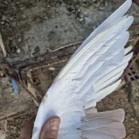 کبوتر زرد پلنگ گلی پلنگ و جوجه ابلغ (اسکندرون )