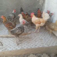 باروک و خروس محلی