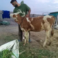 گوساله ماده سمینتال