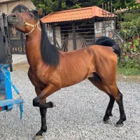 اسب نریان کرد اصیل ایرانی