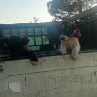 سگ سرابی