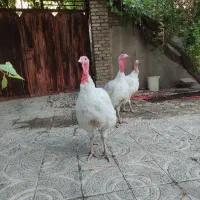 ۳عدد بوقلمون ۳ماه۱۳کیلویی حراج به علت نبود جا