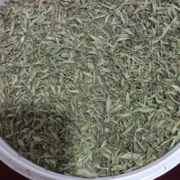 آویشن کوهی