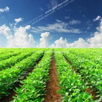 فروش زمین جم انبه جغین