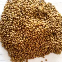 بذر یونجه سوپر اعلا