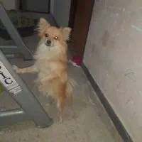 سگ خونگی
