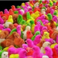 جوجه رنگی به فروش می‌رسد