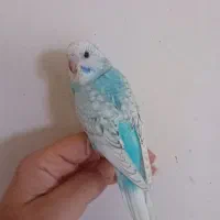 عروس هلندی۵۰۰+مرغ عشق(رام۳۰۰+رنگ خاص باجوجه)