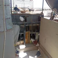 فروش کبوتر پرشی