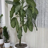گیاه دیفن باخیا