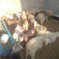 گوسفند بره کره چاق محلی جوخوار