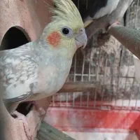 عروس هلندی ماده بالغ مرواریدی