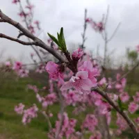 باغ فروش خیلی فوری روستای دشت زیر زیر قیمت