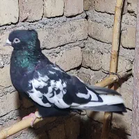 کبوتر