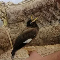 جوجه مرغ مینا و جوجه سهره خاکی