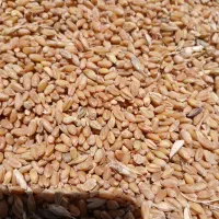 گندم|خدمات باغبانی و درختکاری|کرخه, |دیوار