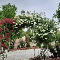 فروش باغچه ۶۰۰متری شهرک خصوصی اقاقیا