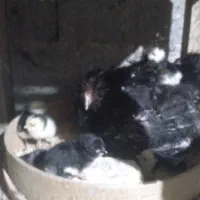 جوجه گلین ریشی چهل تاج