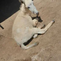 فروشی کوره خر