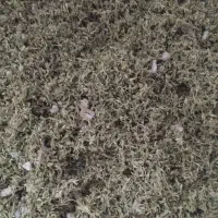 ازوربه خشک تازه پاک شده فریزری ۱۰۰ تومان