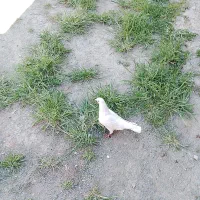 کبوتر|پرنده|چالدران, |دیوار