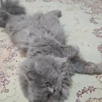 گربه پرشین اصیل بلو