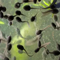 فروش بچه قورباغه جهت تغذیه ماهی های گوشت خوار