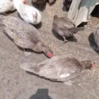 اردک مسکویی نر کوکو و دودی