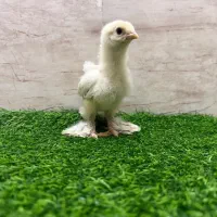 جوجه برهما فول هیکل و خالص