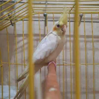 عروس هلندی