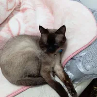 گربه