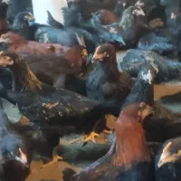 جوجه گلپایگان مرغ خروس تاقچه سیاه نیمچه جهادی