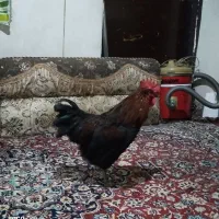 خروس سیاه جوان و مست