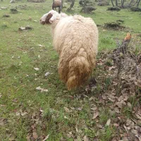 قوچ داشتی
