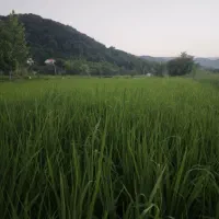 خانه-ویلایی-اجاره-ای