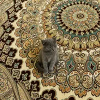 اسکاتیش دبل فولد دختر