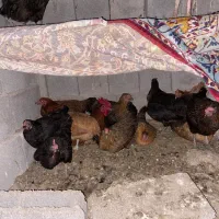 مرغ و خروس