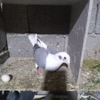 تعدادی کبوتر تهرانی و شهرستانی یکجا