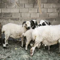بره (قوچ)