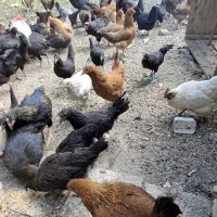 مرغ و خروس محلی
