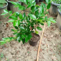 یاس هلندی سطل 3 ریشه پرس ۳ساله