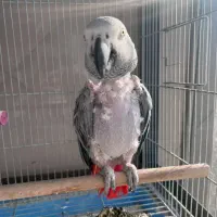 کاسکو پرکلام باهوش نر خیلی حرف مینزه جمله گو