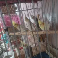 عروس هلندی با تخم وجوجه