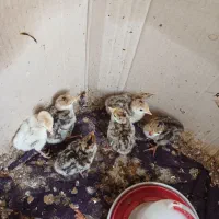 تعدادی جوجه بوقلمون یک هفته ای