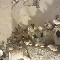 ۳۰ جفت فنچ